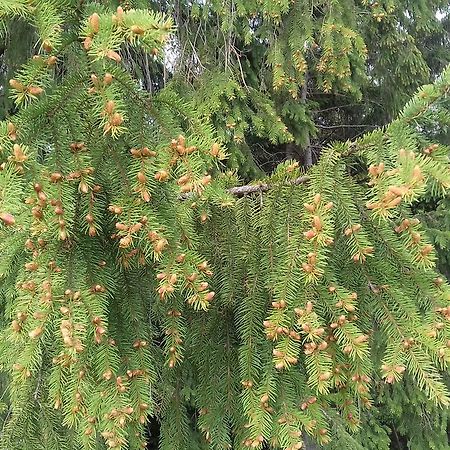 Pensiunea Gentiana Ватра Дорней Екстериор снимка